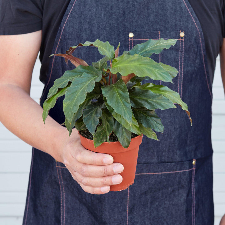 Calathea Rufibarba 'Furry Feather' - Casey & Company