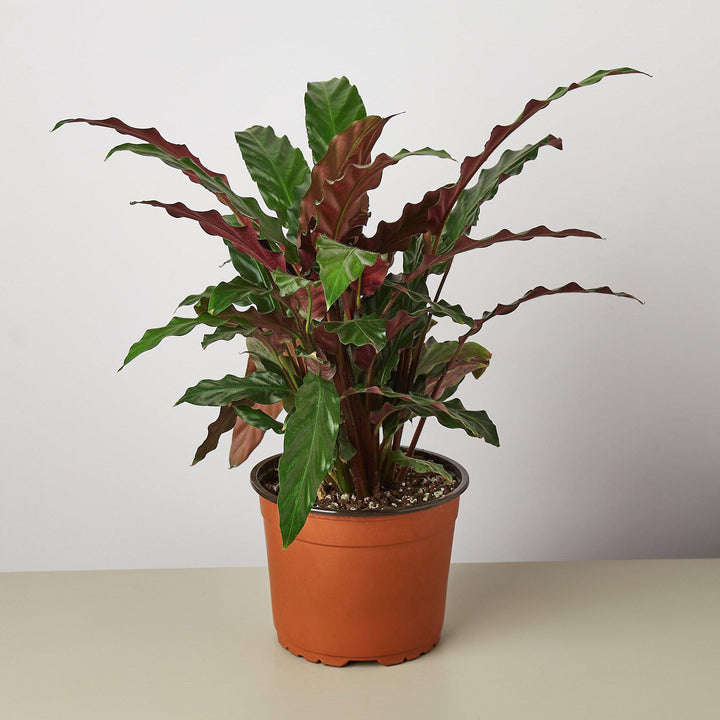 Calathea Rufibarba 'Furry Feather' - Casey & Company