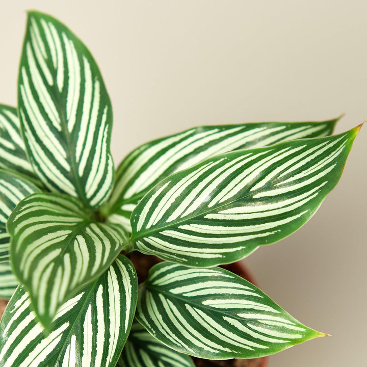 Calathea 'Vittata' - Casey & Company