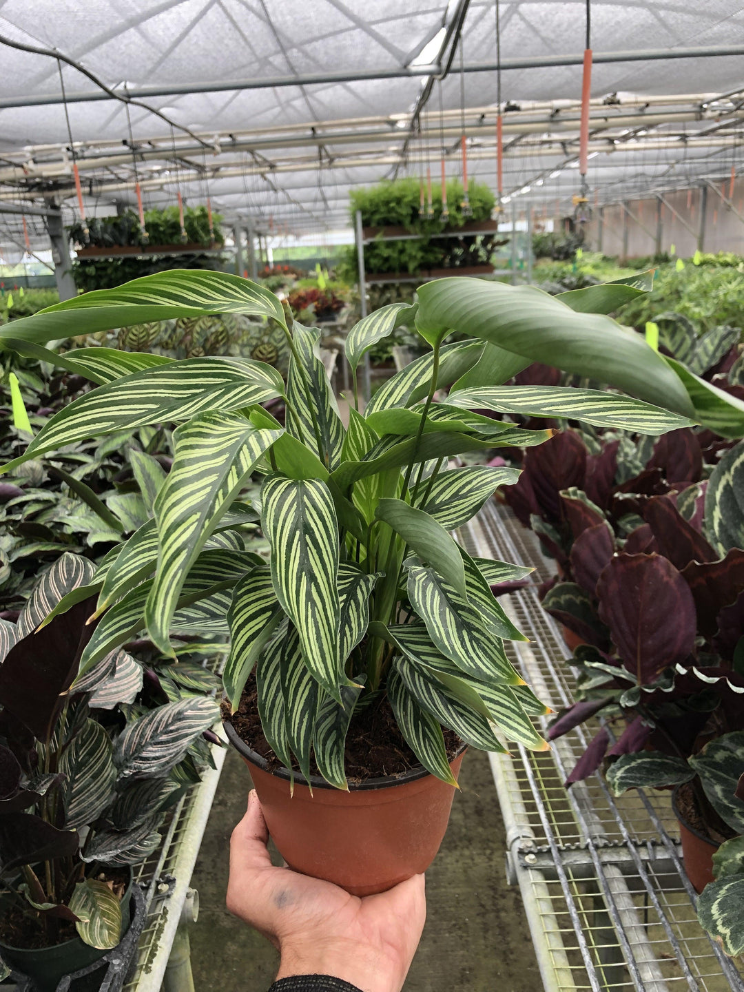 Calathea 'Vittata' - Casey & Company