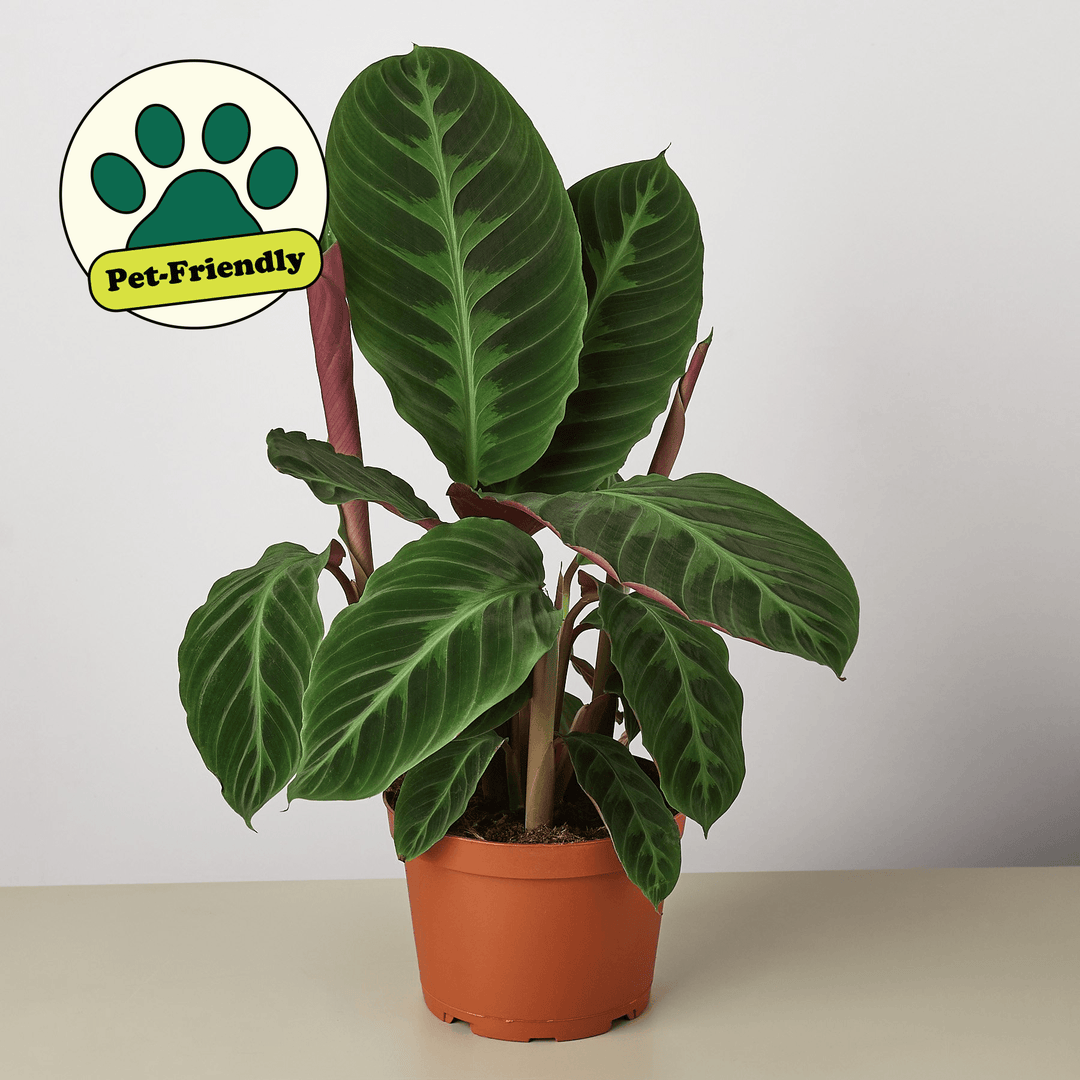 Calathea 'Warscewiczii' - Casey & Company