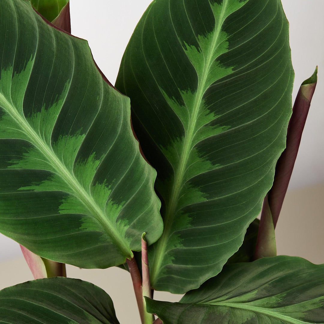 Calathea 'Warscewiczii' - Casey & Company