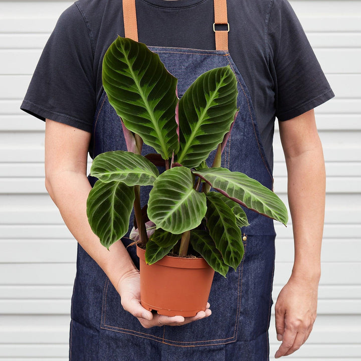 Calathea 'Warscewiczii' - Casey & Company