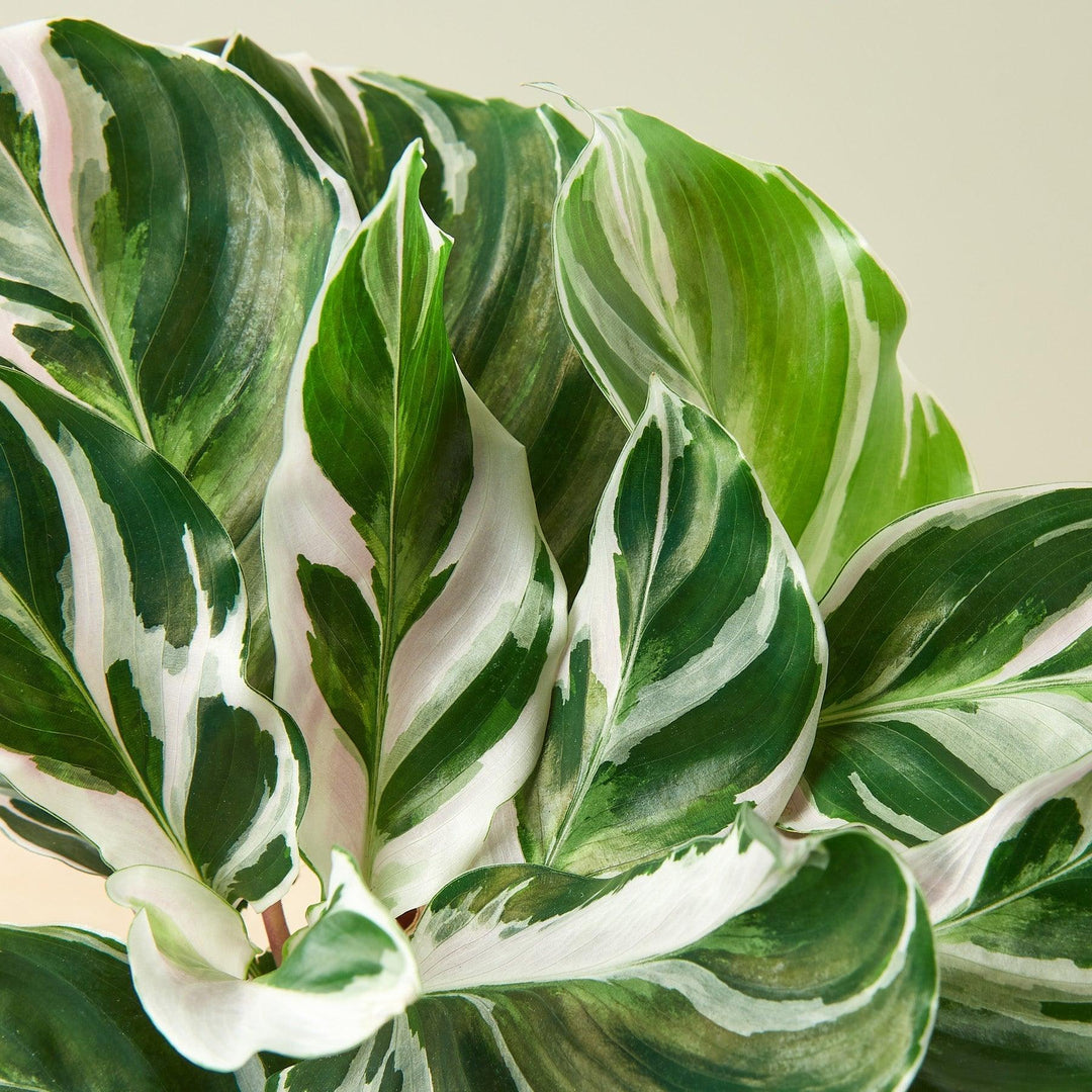 Calathea 'White Fusion' - Casey & Company