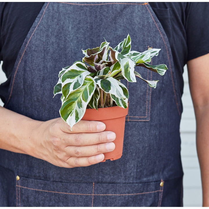 Calathea 'White Fusion' - Casey & Company