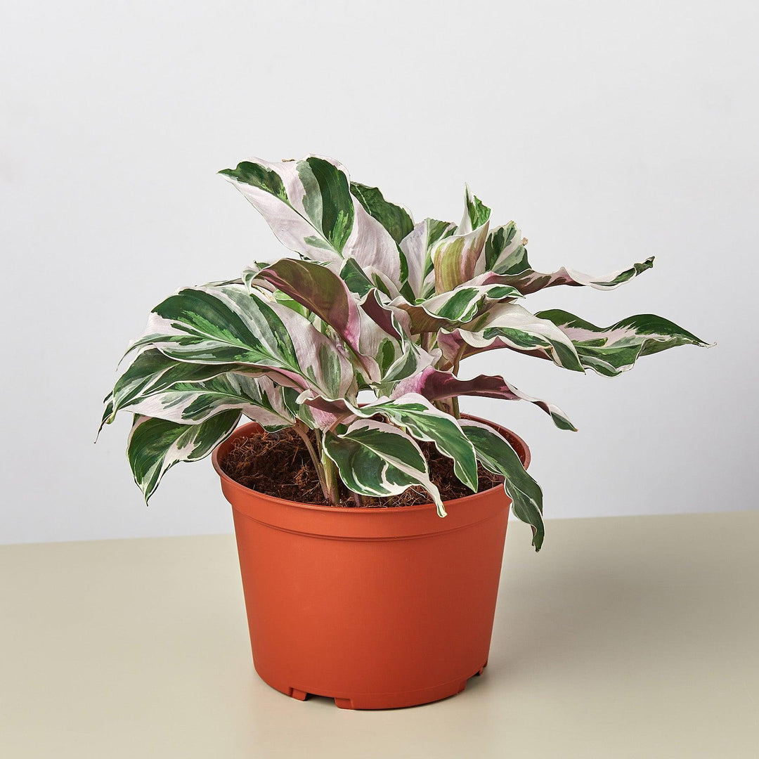 Calathea 'White Fusion' - Casey & Company