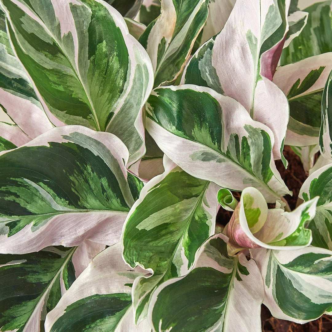 Calathea 'White Fusion' - Casey & Company