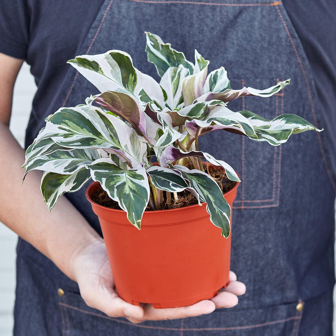 Calathea 'White Fusion' - Casey & Company