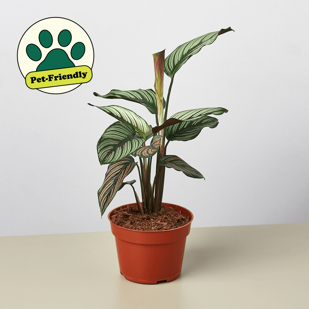 Calathea 'White Star' - 4" Pot - Casey & Company