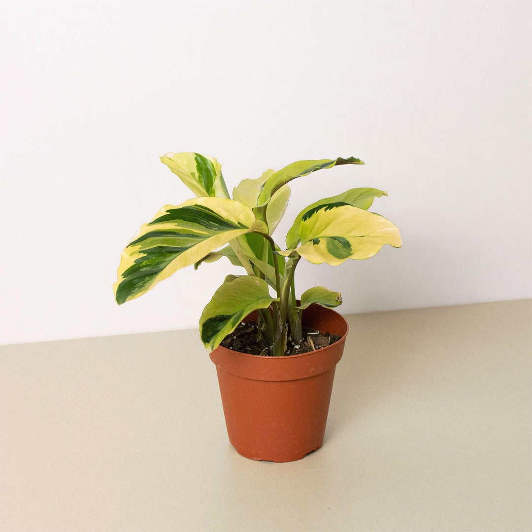 Calathea 'Yellow Fusion' - Casey & Company