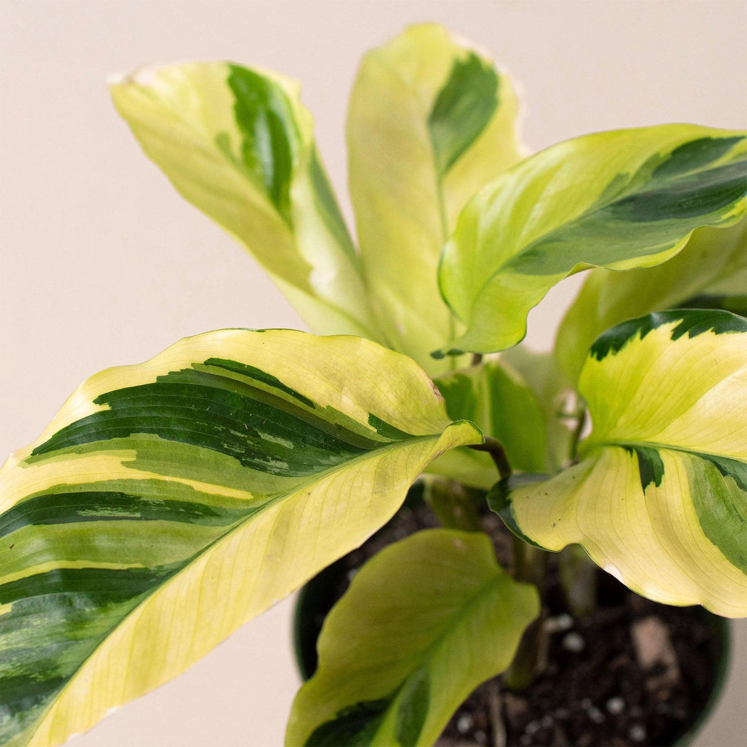 Calathea 'Yellow Fusion' - Casey & Company