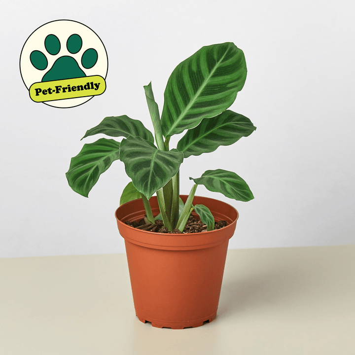 Calathea 'Zebrina' - 4" Pot - Casey & Company