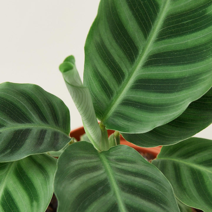 Calathea 'Zebrina' - 4" Pot - Casey & Company