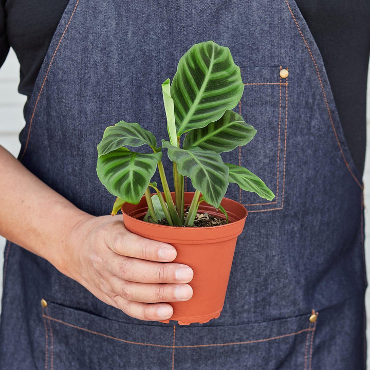 Calathea 'Zebrina' - 4" Pot - Casey & Company