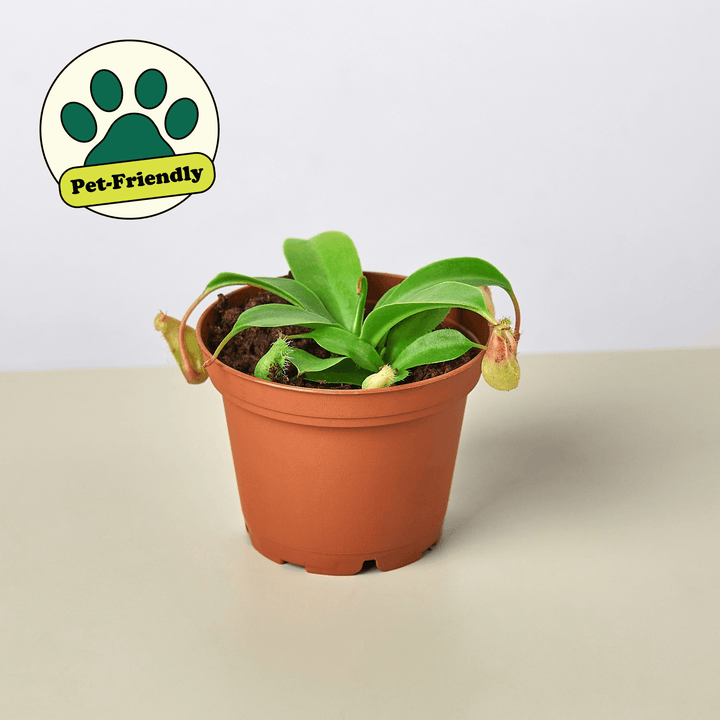 Carnivorous 'Monkey Cup' Plant - Casey & Company