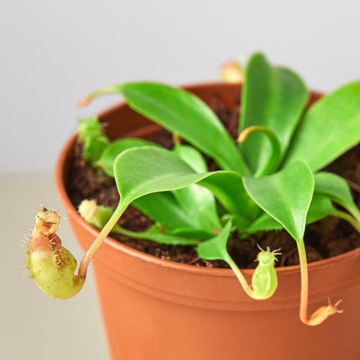 Carnivorous 'Monkey Cup' Plant - Casey & Company