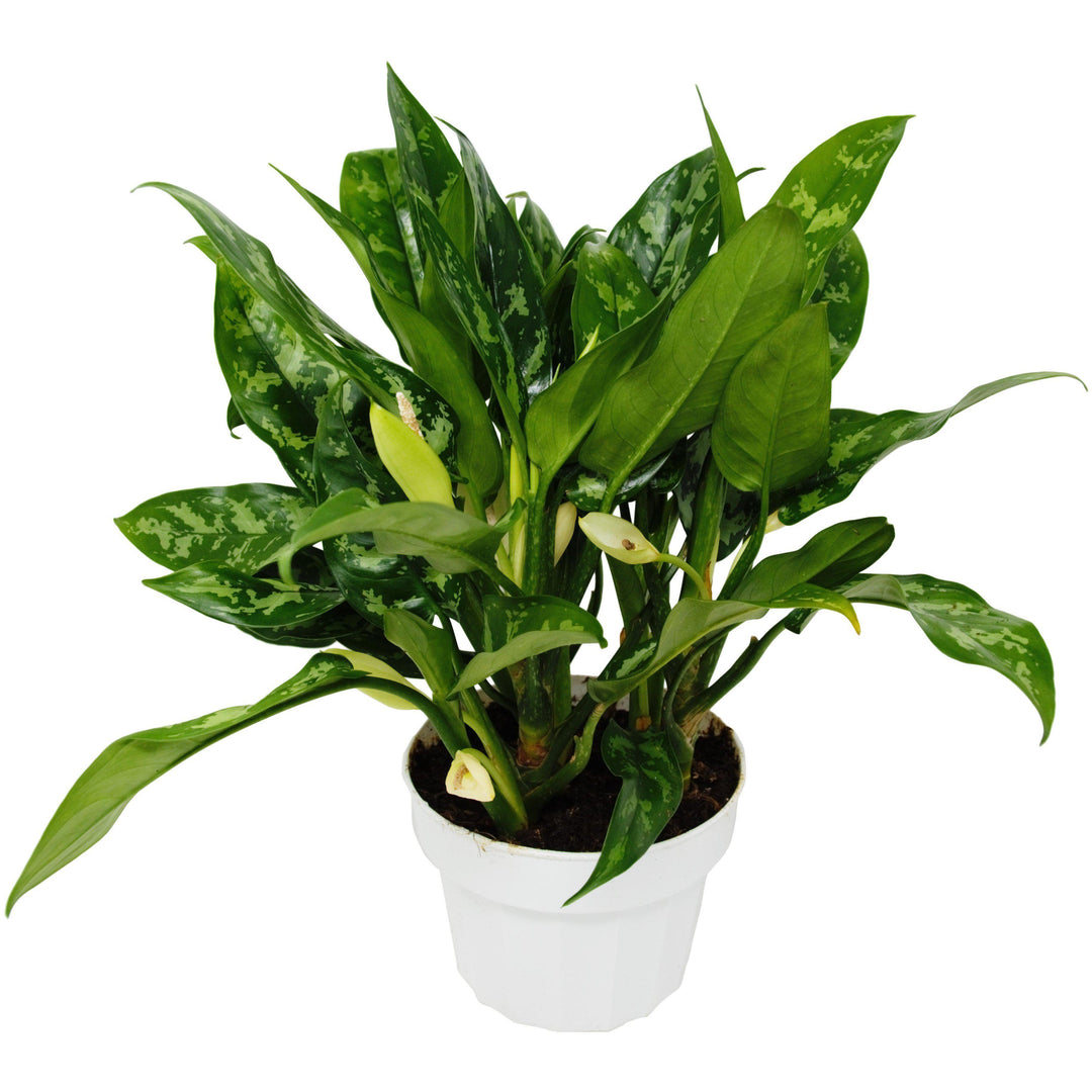 Chinese Evergreen 'Maria' - Casey & Company