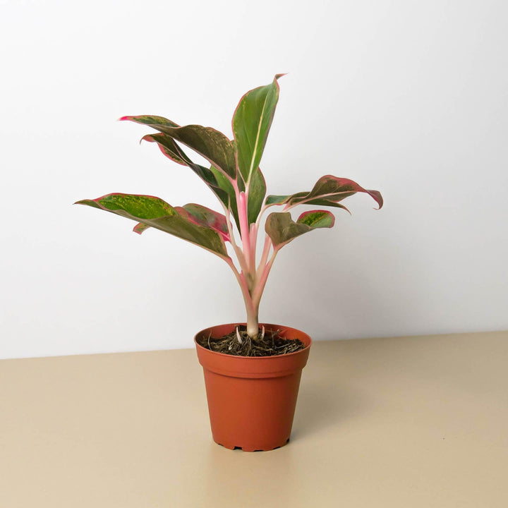 Chinese Evergreen 'Red Siam' - Casey & Company