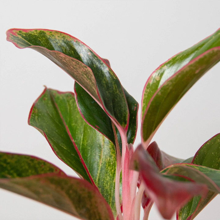 Chinese Evergreen 'Red Siam' - Casey & Company