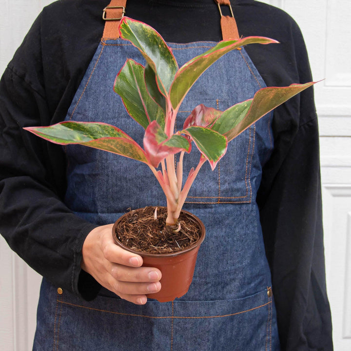 Chinese Evergreen 'Red Siam' - Casey & Company