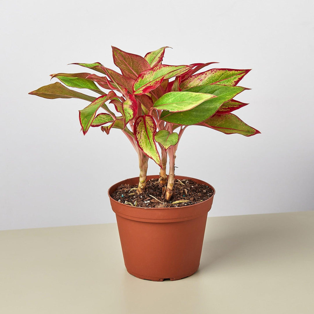 Chinese Evergreen 'Red Siam' - Casey & Company