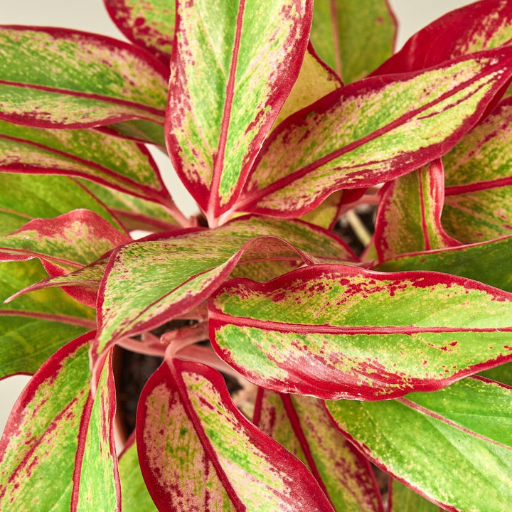 Chinese Evergreen 'Red Siam' - Casey & Company