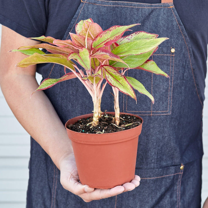 Chinese Evergreen 'Red Siam' - Casey & Company