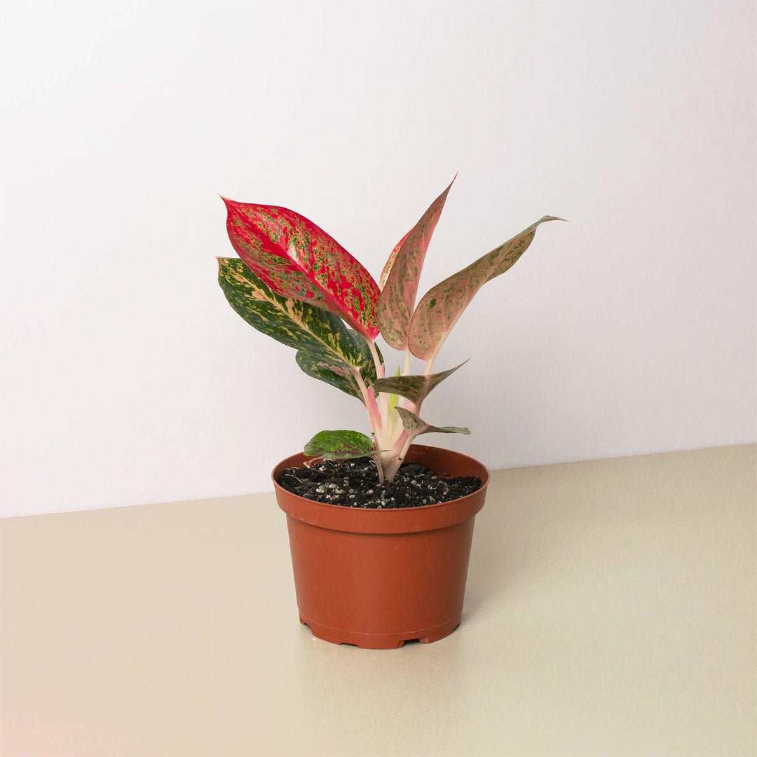 Chinese Evergreen 'Starburst' - Casey & Company