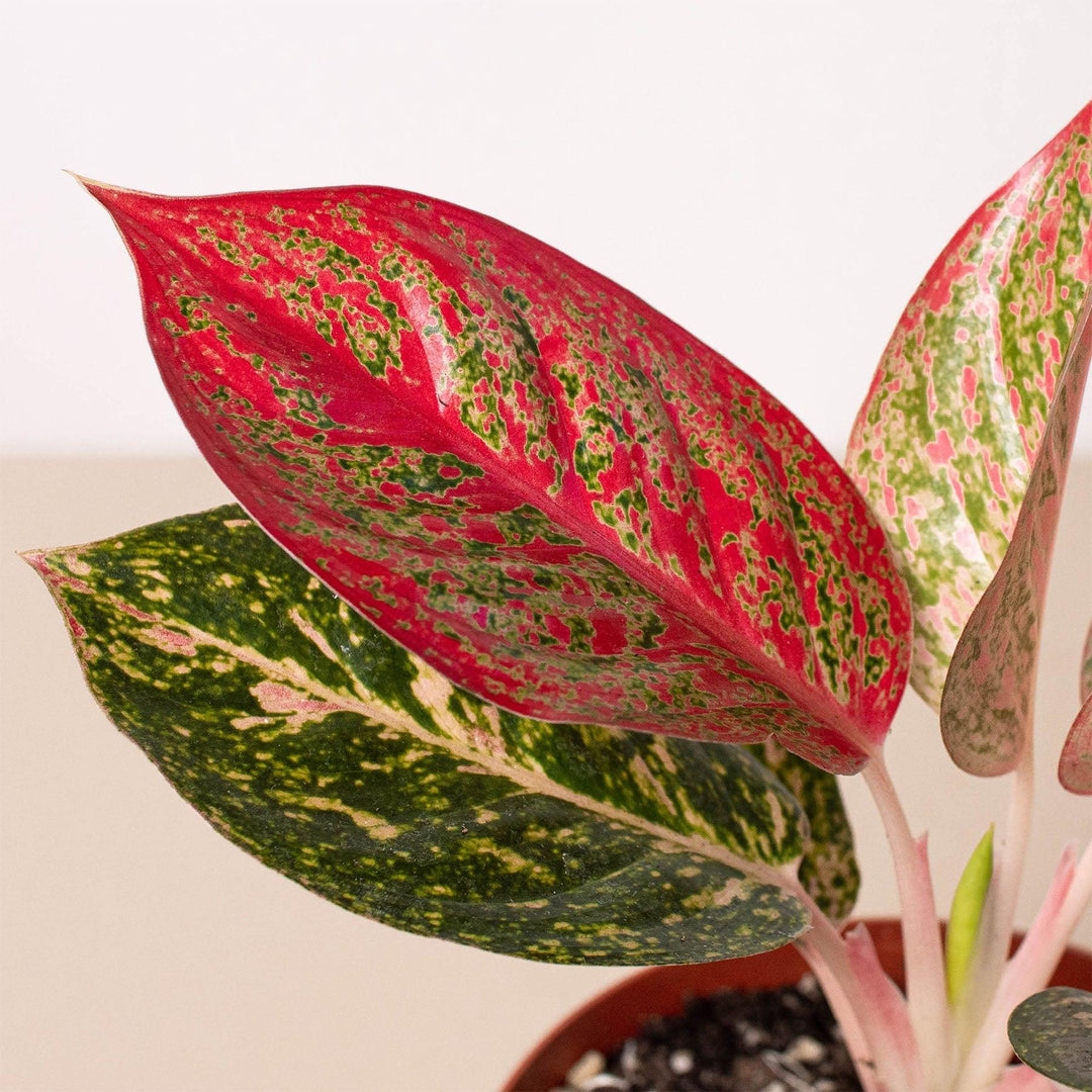 Chinese Evergreen 'Starburst' - Casey & Company