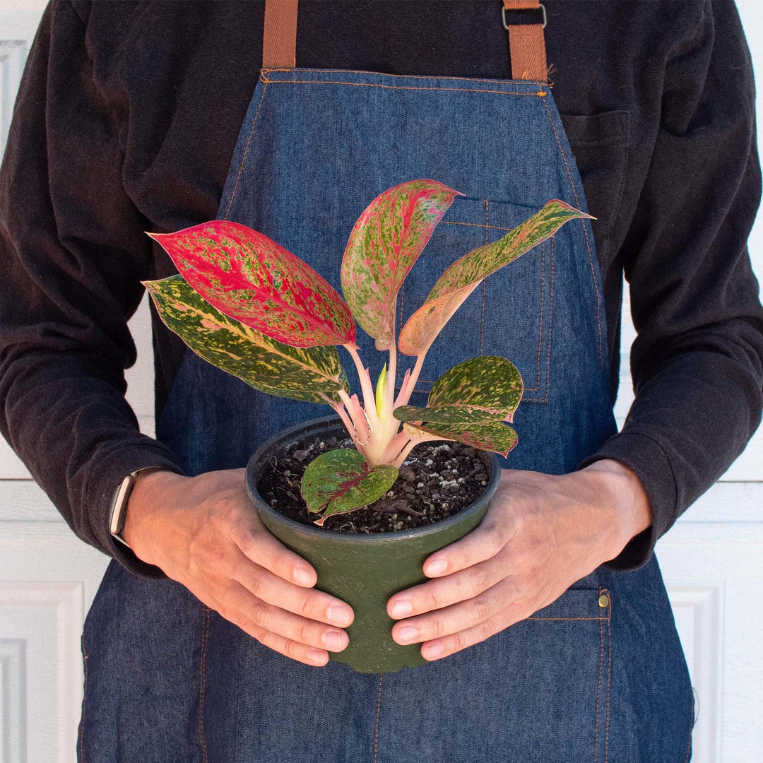 Chinese Evergreen 'Starburst' - Casey & Company