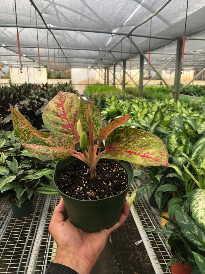 Chinese Evergreen 'Starburst' - Casey & Company