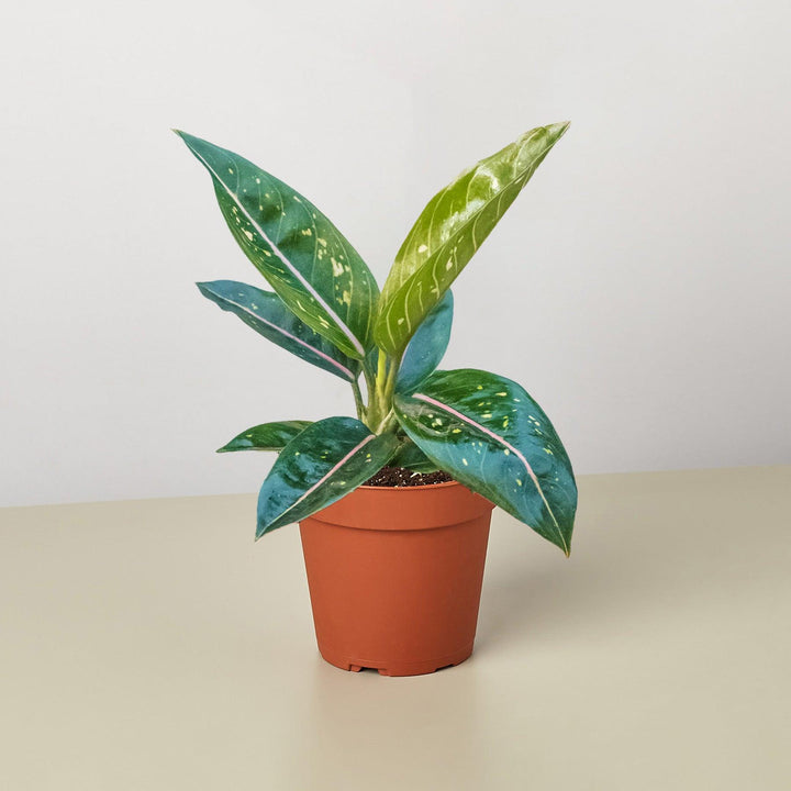 Chinese Evergreen 'Stars' - Casey & Company