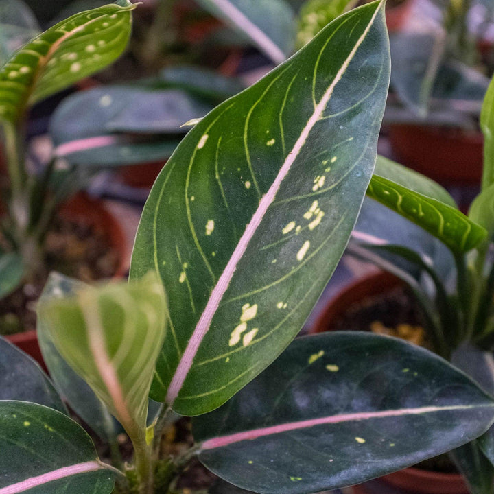 Chinese Evergreen 'Stars' - Casey & Company