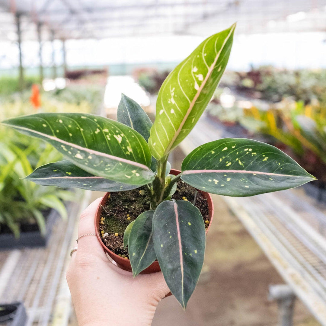 Chinese Evergreen 'Stars' - Casey & Company