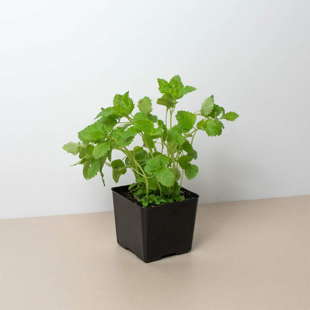 Citronella 'Lemon Balm' - 4" Pot - Casey & Company