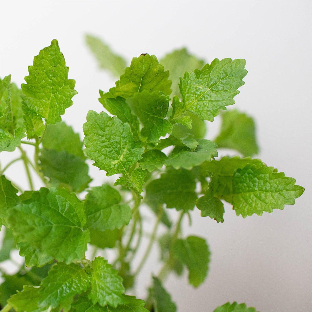 Citronella 'Lemon Balm' - 4" Pot - Casey & Company