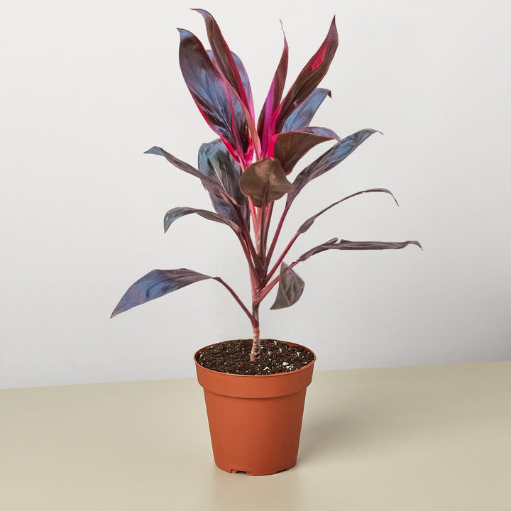 Cordyline 'Calypso Queen' - Casey & Company