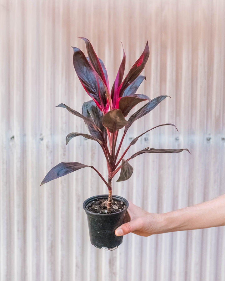 Cordyline 'Calypso Queen' - Casey & Company