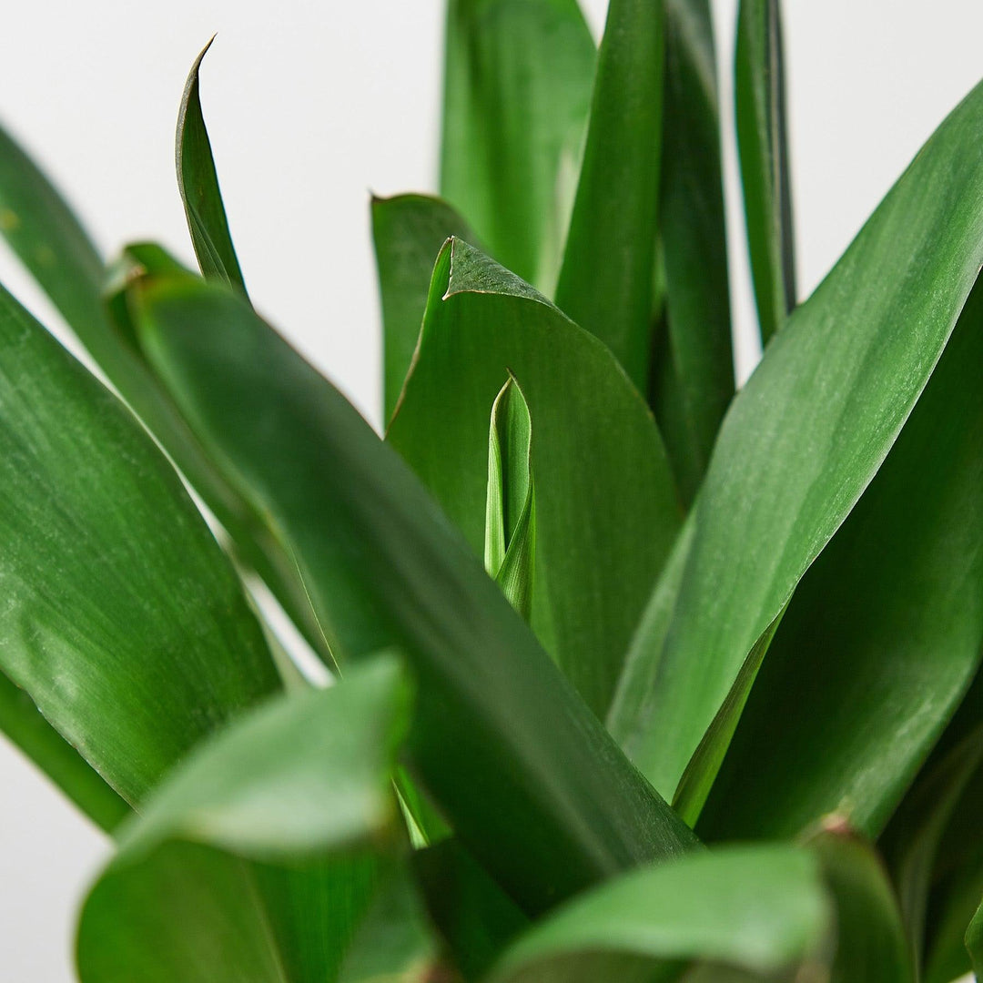 Cordyline Glauca - Casey & Company