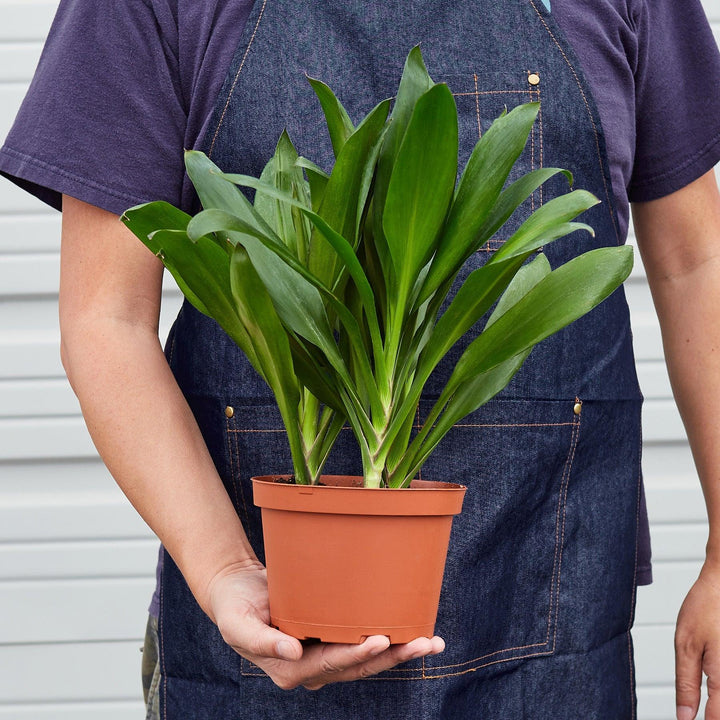 Cordyline Glauca - Casey & Company