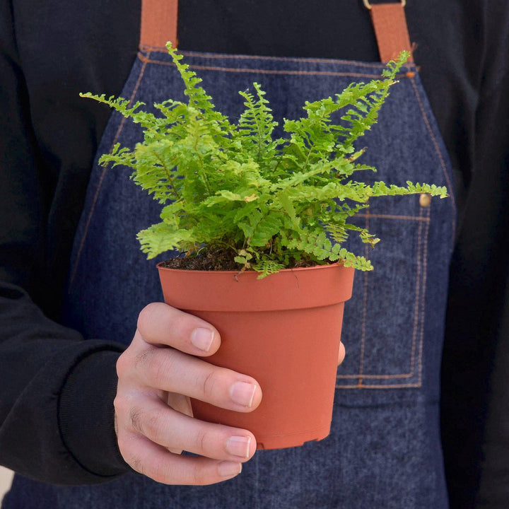 Cotton Candy Fern - Casey & Company