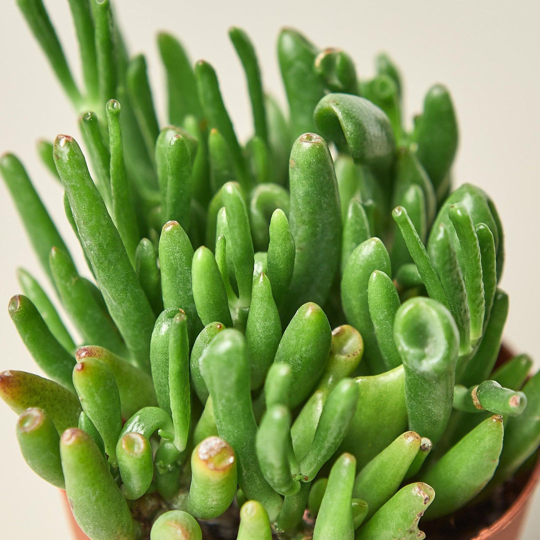 Crassula Ovata 'Gollum Jade' Succulent - 4" Pot - Casey & Company