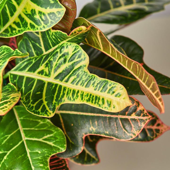 Croton 'Oakleaf' - Casey & Company