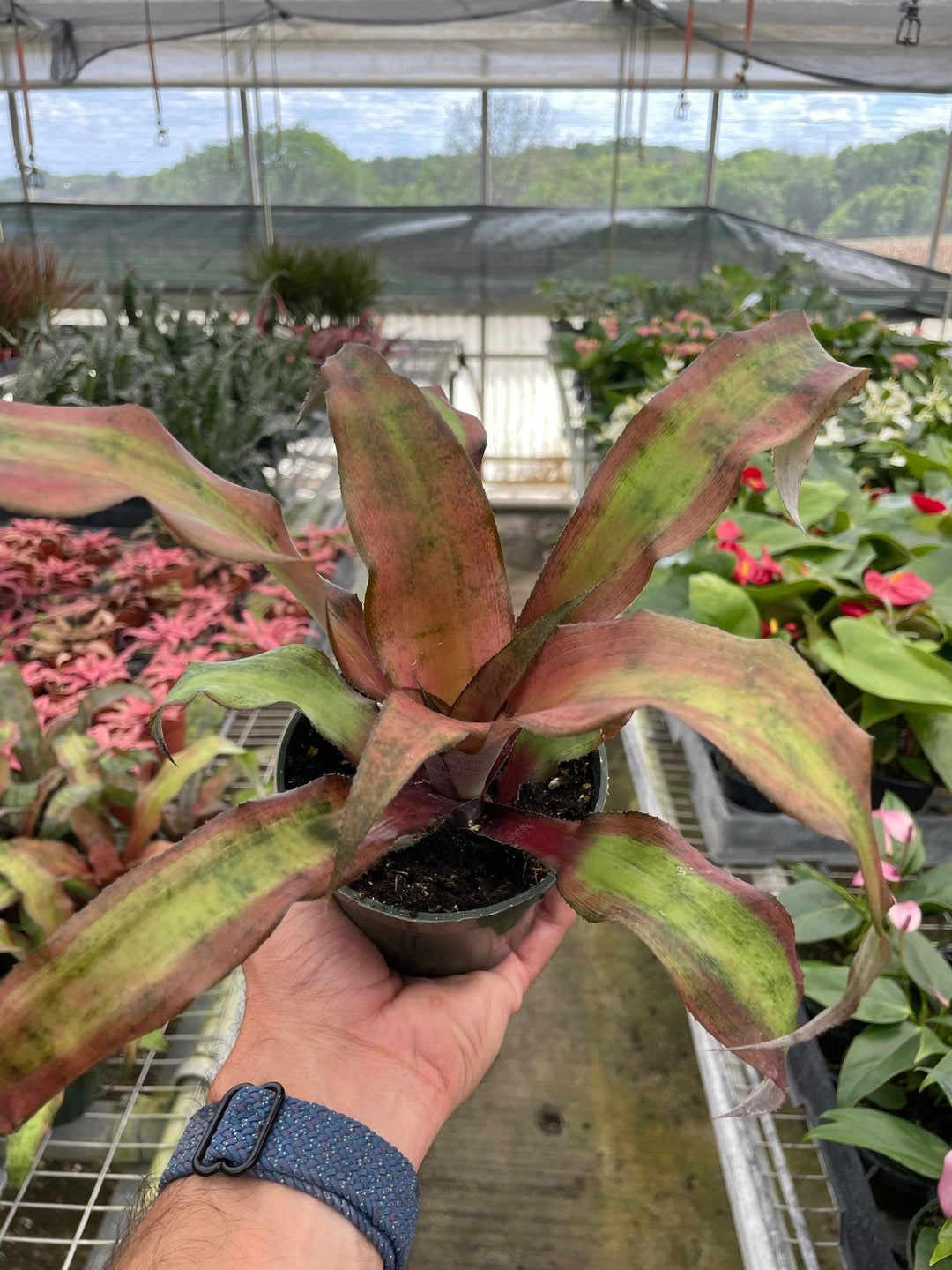 Cryptanthus 'Calypso' - Casey & Company