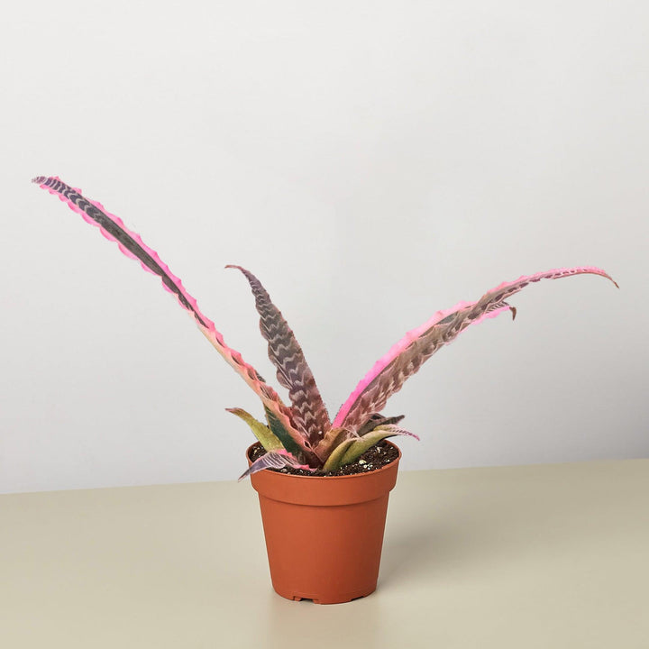 Cryptanthus 'Elaine' - Casey & Company