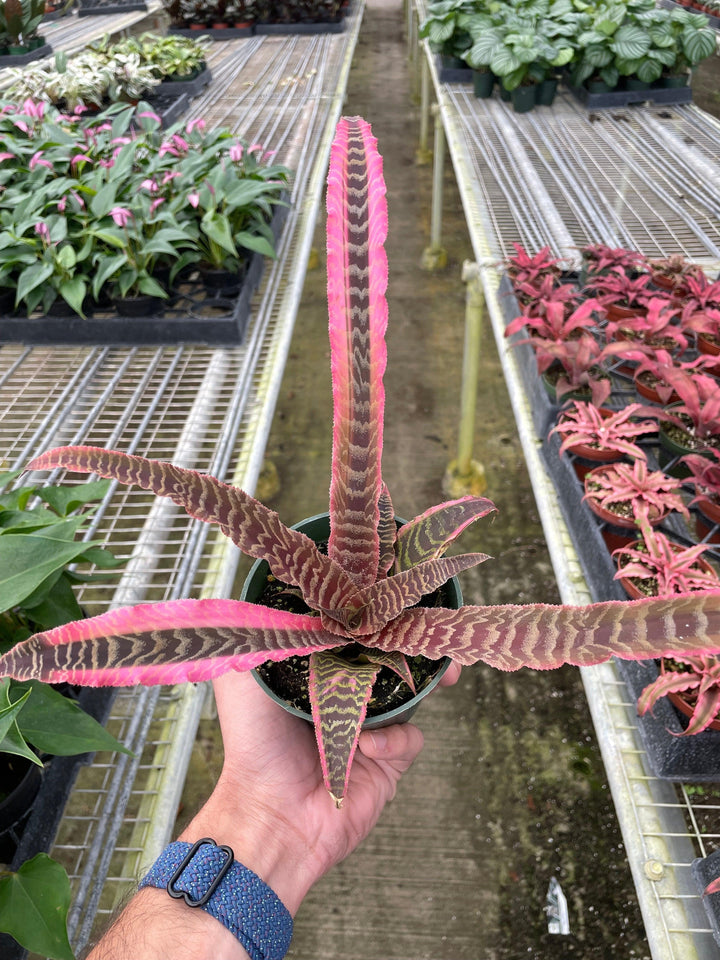 Cryptanthus 'Elaine' - Casey & Company