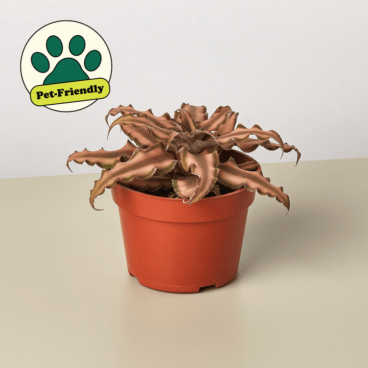 Cryptanthus 'Pink Star' - Casey & Company