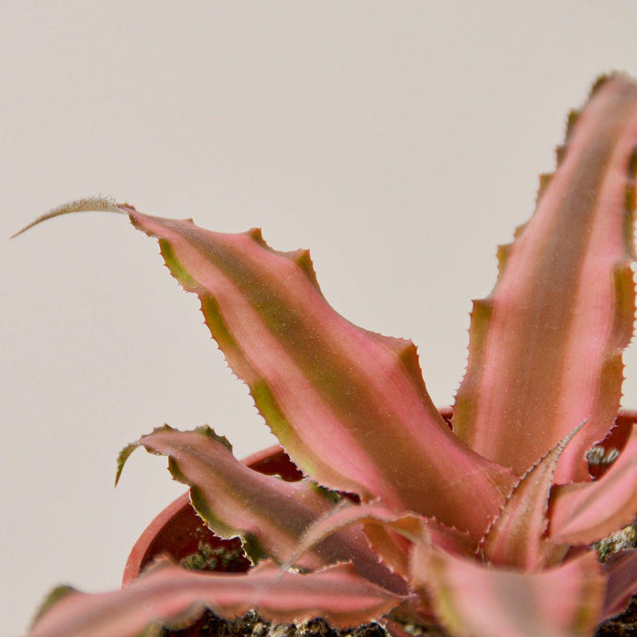 Cryptanthus 'Pink Star' - Casey & Company