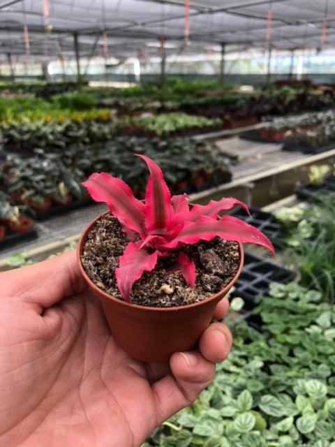 Cryptanthus 'Pink Star' - Casey & Company