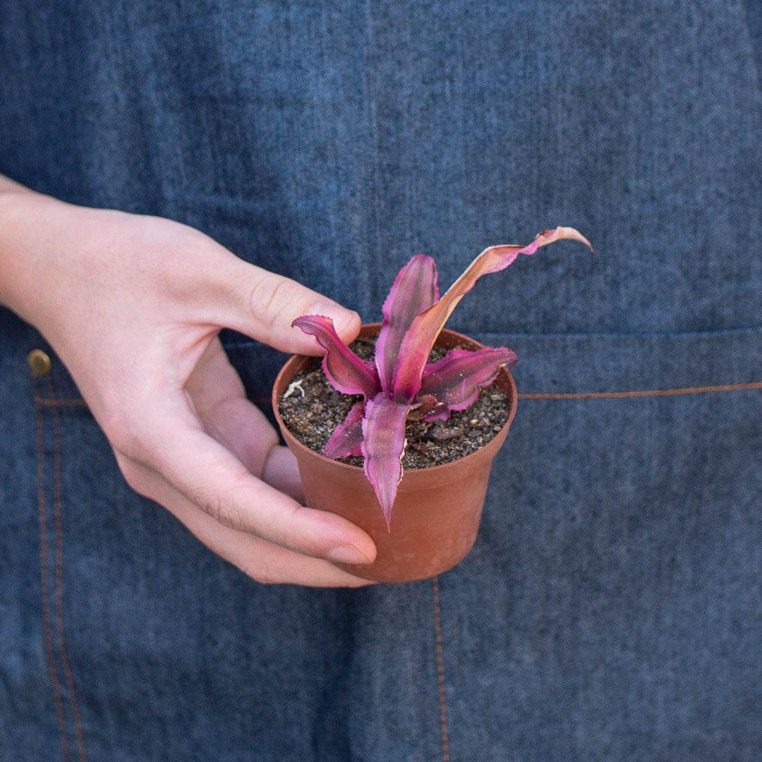 Cryptanthus 'Pink Star' - Casey & Company